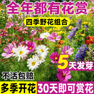 野花组合花种子花卉植物太阳花花籽虞美人格桑花四季室内外开花籽