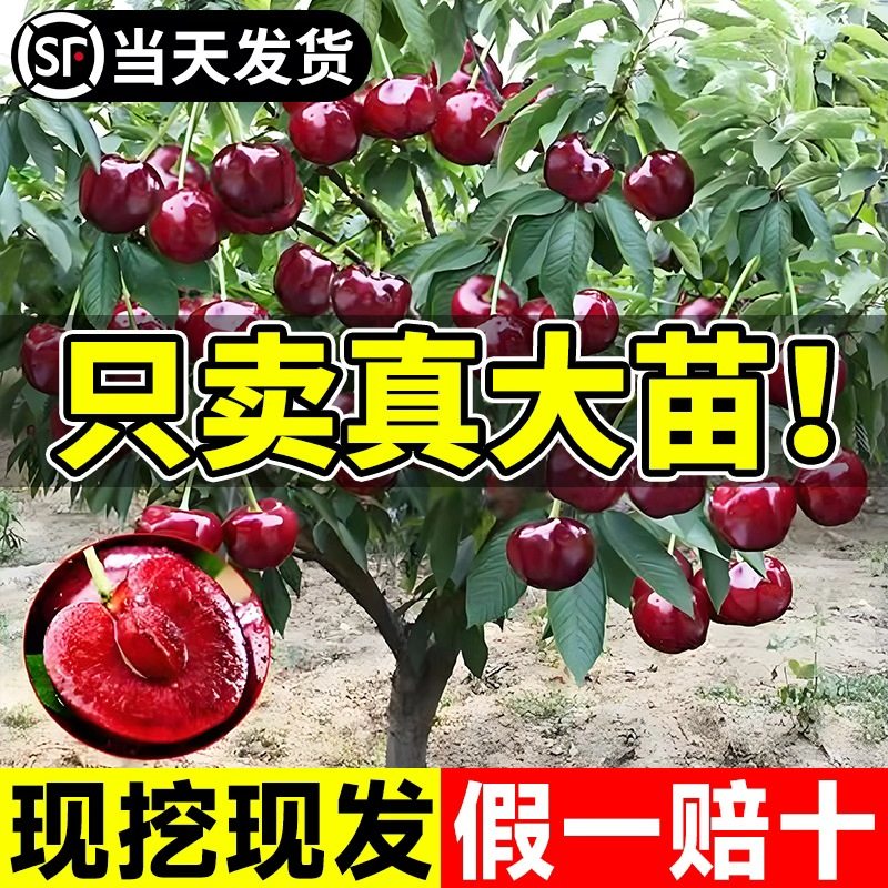 正宗车厘子树苗大樱桃树苗果树果苗嫁接矮化盆栽水果树南方北种植,鲜花速递/花卉仿真/绿植园艺,果树,淘宝优惠券,粉丝福利购,淘宝优惠卷