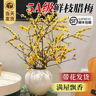 腊梅鲜花家用鲜切带花苞干枝腊梅枝条四季水培花卉插花室内绿植物