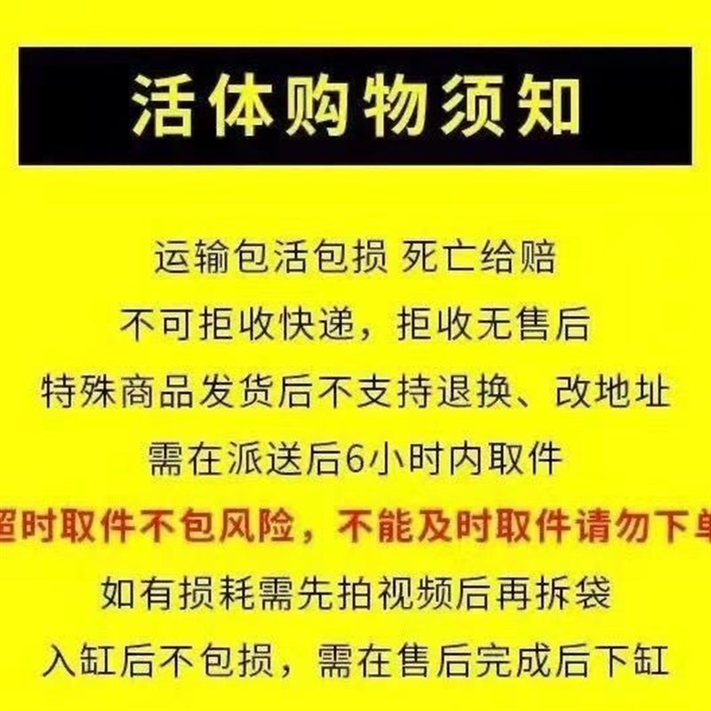 南海溪蟹 易养 耐活 发财 宠物螃蟹淡水 店长淡水螃蟹观赏
