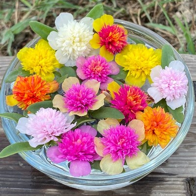 阔叶重楼太阳花苗宿根混色花卉盆栽绿植多年生四季开花不断带花苞