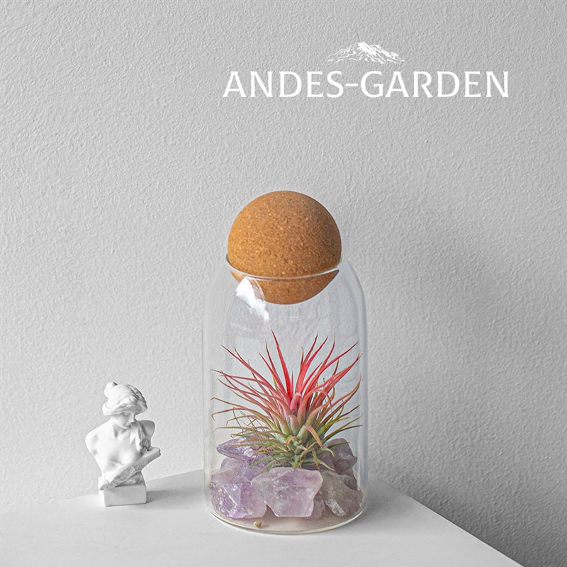 安第斯花园 空气凤梨 无土栽培 室内好养懒人植物 许愿瓶创意礼物