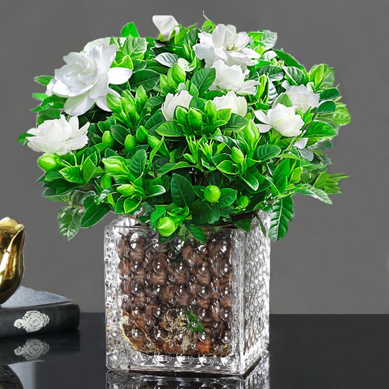 木本绿植花卉 栀子花小盆 阳台盆景桌面小盆栽植物花草室内