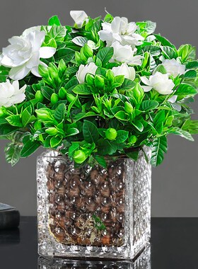 木本绿植花卉 栀子花小盆 阳台盆景桌面小盆栽植物花草室内