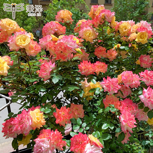 蔷薇花苗爬藤四季开花植物滕彩虹藤本月季花盆栽室外阳台花卉绿植