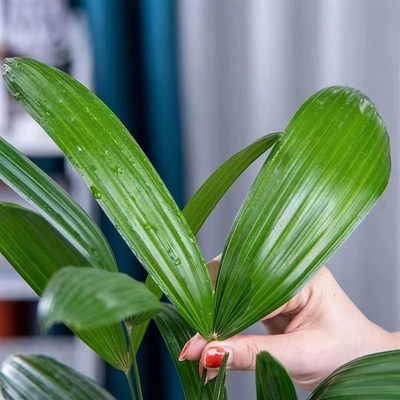 水培植物棕竹盆栽招财竹室内观音竹常绿观叶耐阴好养办公室富贵竹