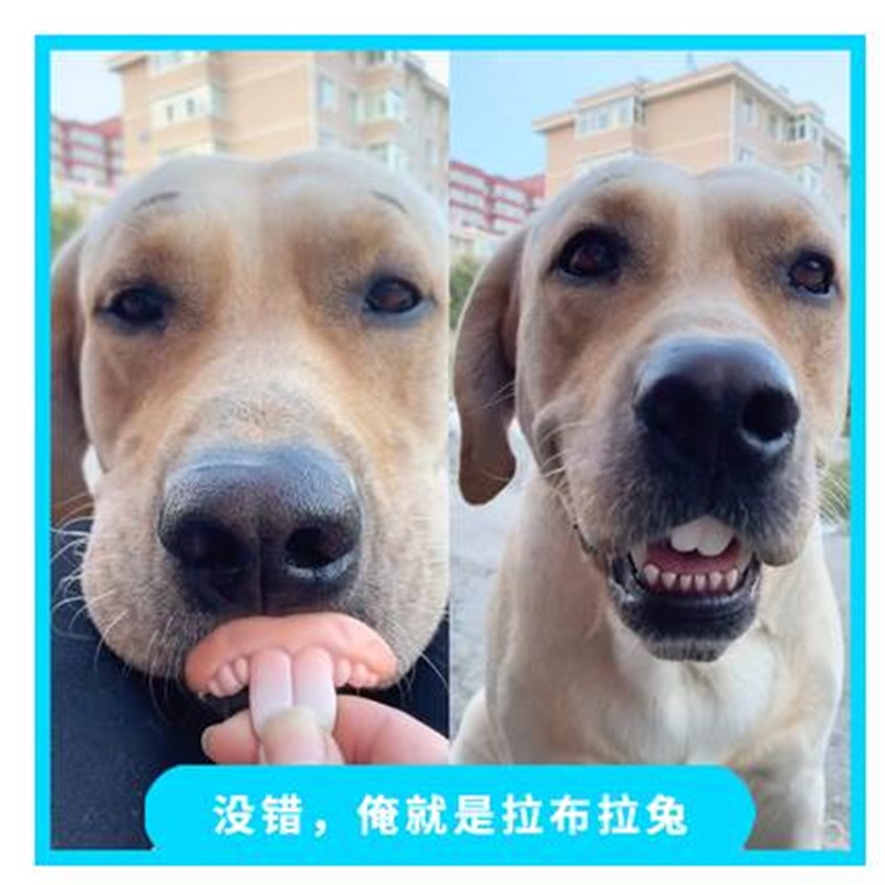 宠物柯基狗狗假牙玩具搞笑大门牙龅牙恶搞狗子土拨鼠兔子整蛊牙套