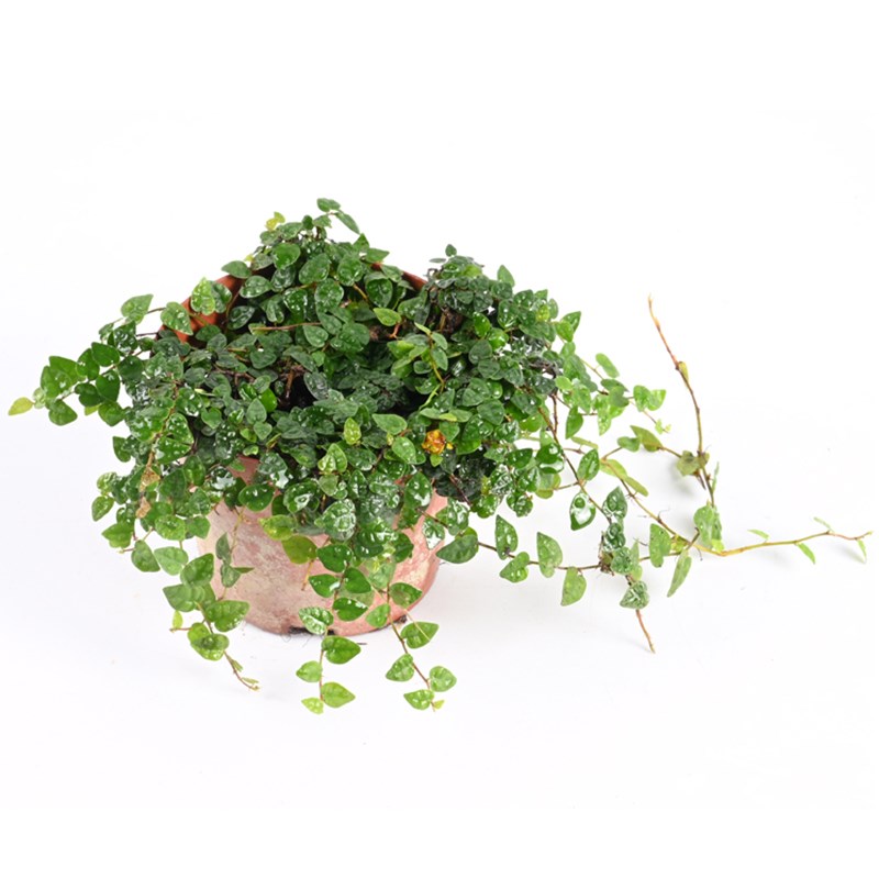 黄缘龟箱爬藤植物半水龟水陆缸生态造景攀爬绿植匍匐铺地垫材