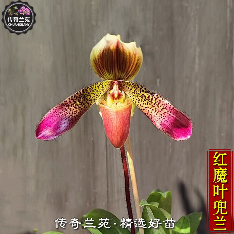 红魔叶兜兰 带花r苞 稀有兜兰 胼胝交带叶兜兰