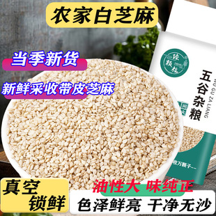 真空新鲜带皮生白色芝麻不苦农家新货干净无沙商用烘焙榨油原料