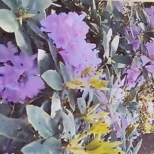 红花荀子盆景素材