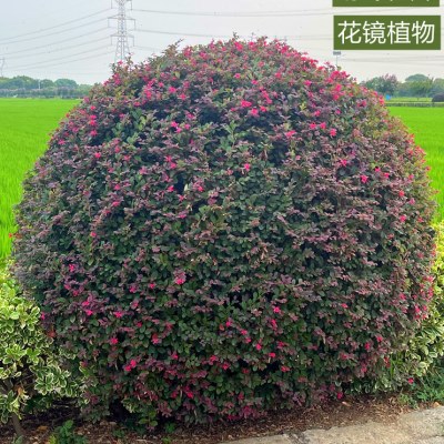 红花檵木球树苗庭院绿化植物四季常青红花继木观叶灌木观赏绿篱