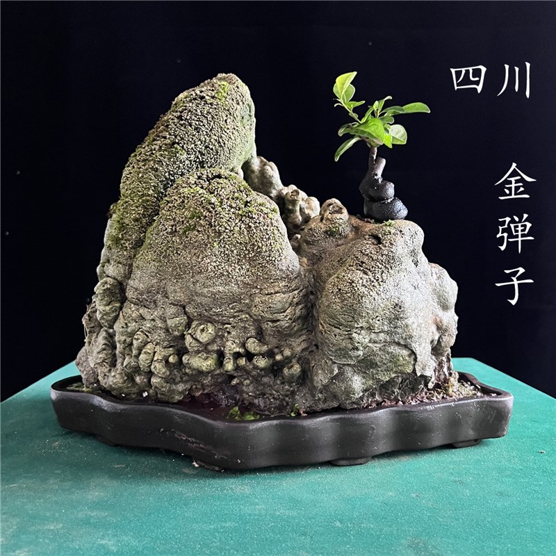 弯根艺金弹子小悬崖精品树材一物一拍禅意掌中宝微型悬崖提根坨坨