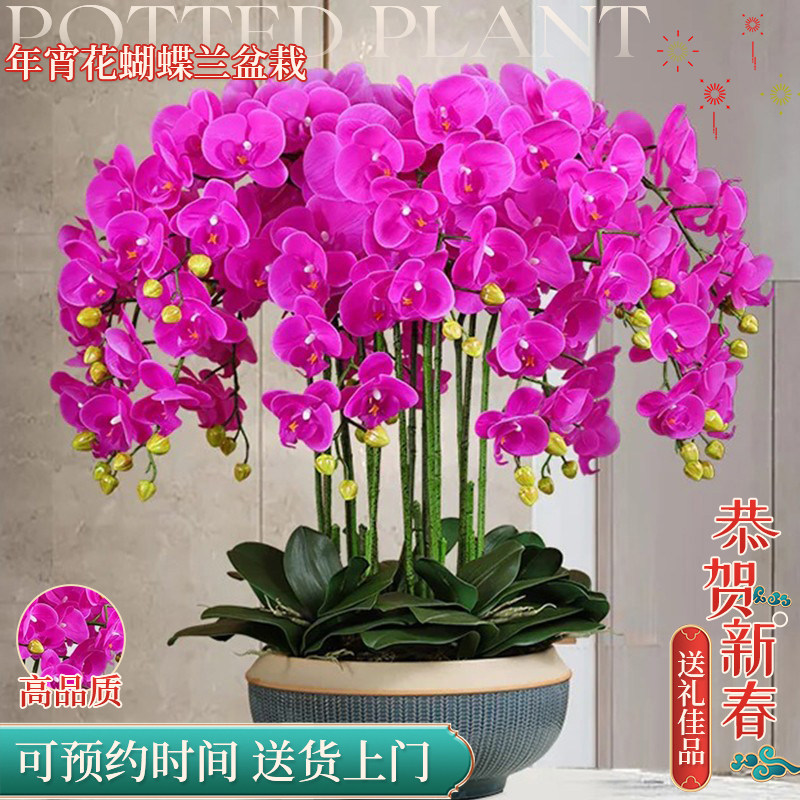 蝴蝶兰盆栽带真鲜花速递同城