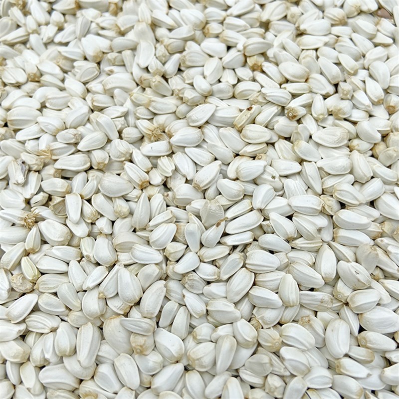 红花子/红花籽/白瓜子玄风牡丹太阳虎皮鸟食鸟粮鸽粮仓鼠 5斤包邮