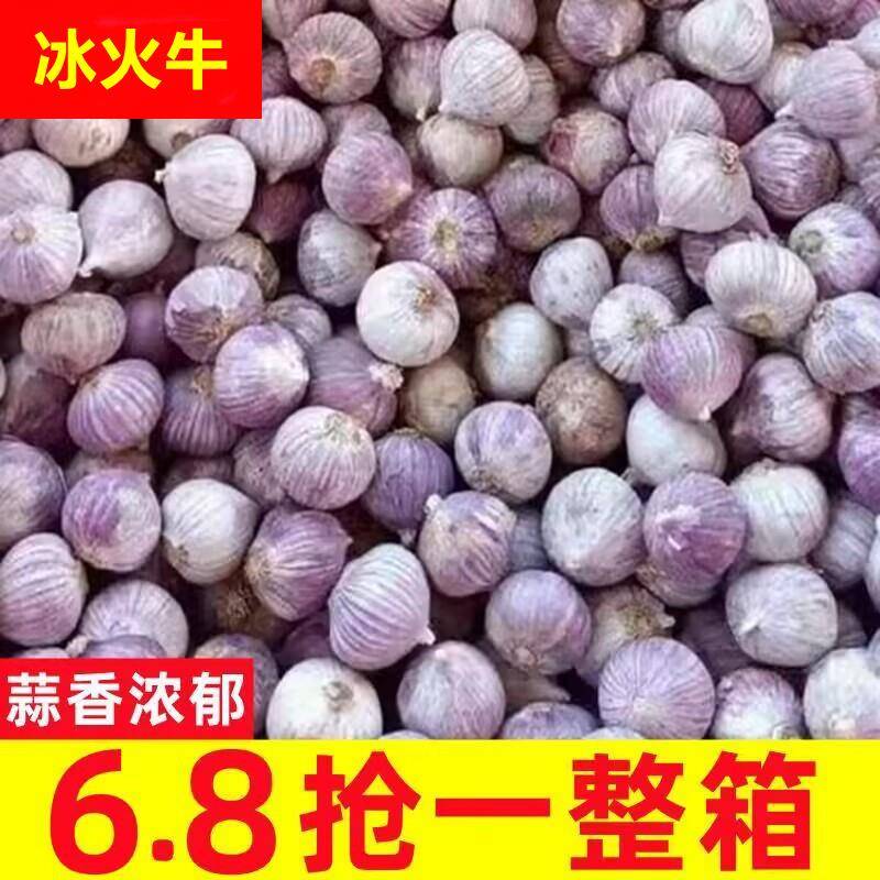 云南紫皮独头蒜独蒜5斤湿蒜新鲜糖醋独蒜头优质干大蒜头新蒜蔬菜