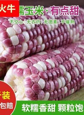 农家新鲜花糯玉米彩色紫色甜糯玉米生水果玉米棒带皮整箱现摘9斤