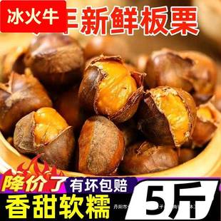 新鲜板栗云南生栗子大果鲜嫩生毛粟子当季现摘带壳锥栗仁板栗刺球