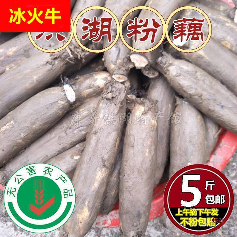 湖北洪湖新鲜粉莲藕 新鲜藕带煲汤粉莲藕 带泥一份五斤包邮