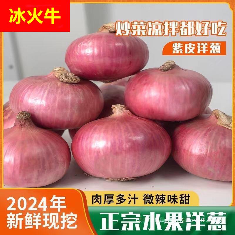 生吃洋葱2024新鲜现挖现发水果扁洋葱紫皮洋葱5斤装山东圆葱