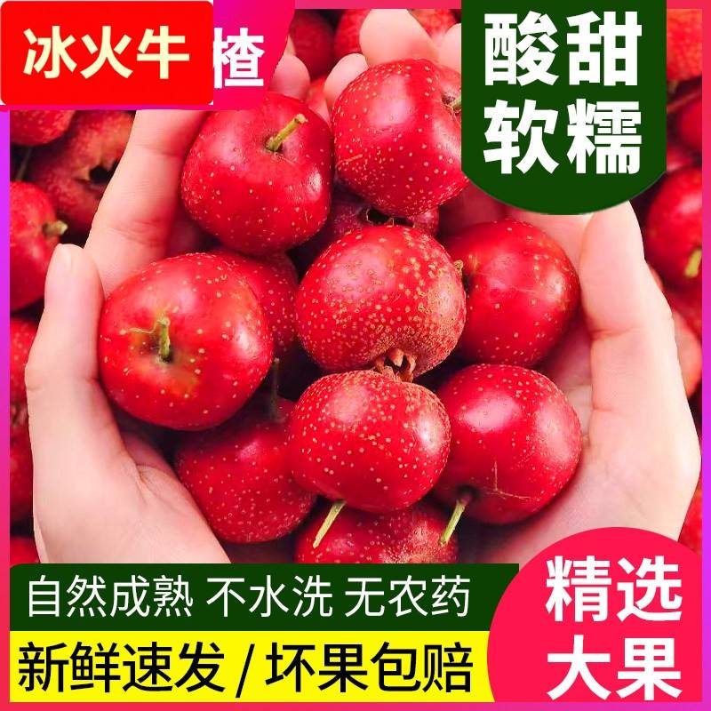 新鲜山楂鲜果大山楂山东生山楂商用冰糖葫芦甜口山楂山里红山楂干