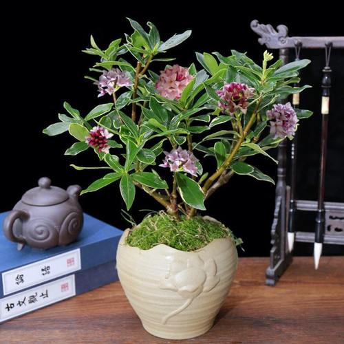 金边瑞香花苗花园庭院阳台室内耐寒花冬天也开的瑞香花苗好养易活