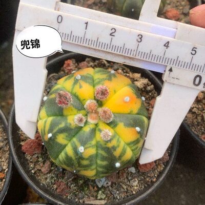 兜锦混合星兜琉璃兜紫皮v 超兜仙人球锦稀有品种种植育苗播种多肉