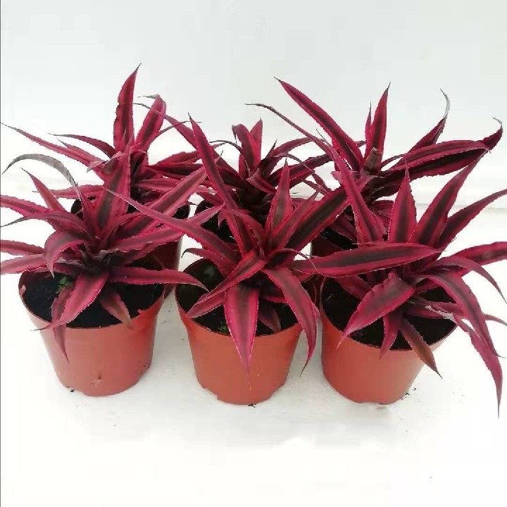 姬凤梨空气凤梨五彩积水凤梨懒人植物雨林缸生态水陆缸造景植物