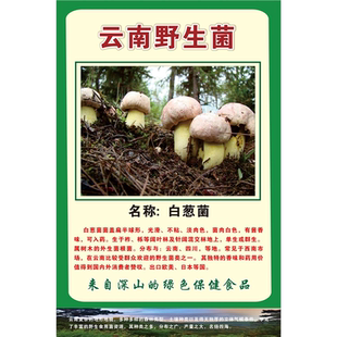 白葱菌海报黄赖头墙贴墙纸奶浆菌展板铜绿菌装饰画挂图