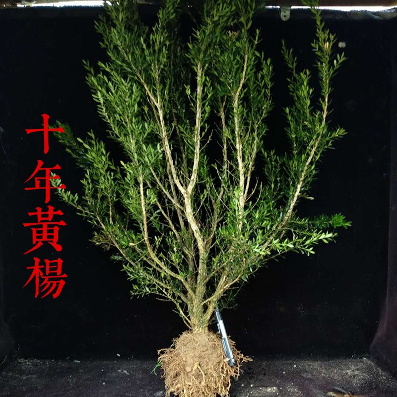 黄杨盆景 龙鳞黑珍珠黄杨苗 小叶皱皮雀舌黄杨树老桩【新品种】