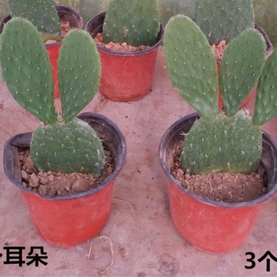 仙人掌盆栽嫁接蟹爪兰开花令箭荷花叶片黄大刺植物包邮易活