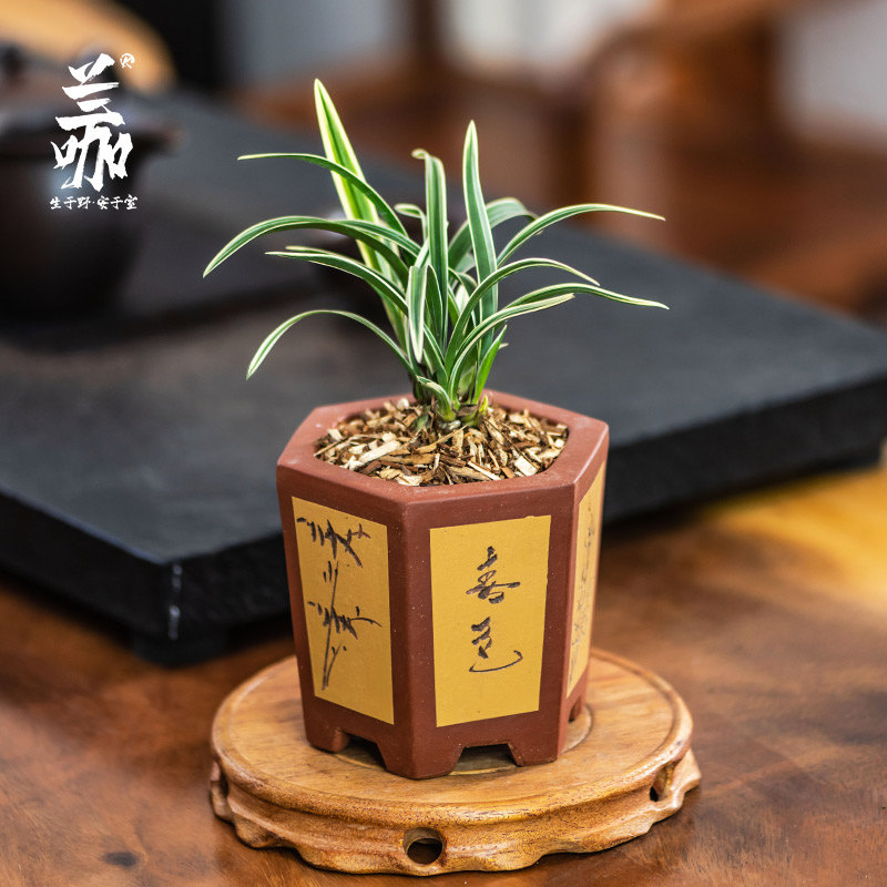 翁源兰花苗大果冠金边线艺矮种建兰浓香兰花卉名贵盆栽带花苞植物