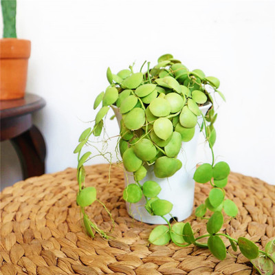 室内外小吊盆绿植可缠绕 圆叶玉荷包 爱元果红花苞好养活爬藤植物