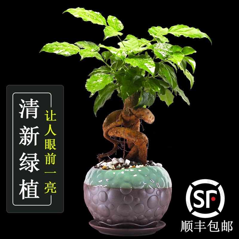 提根绿宝盆景植物室内吸甲醛净化空气绿植花卉幸福树老桩造型盆栽