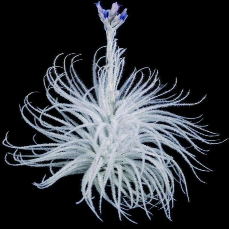 空气凤梨植物鸡毛掸子无土绿植白毛绒花桌面盆景净化空气空凤阳台