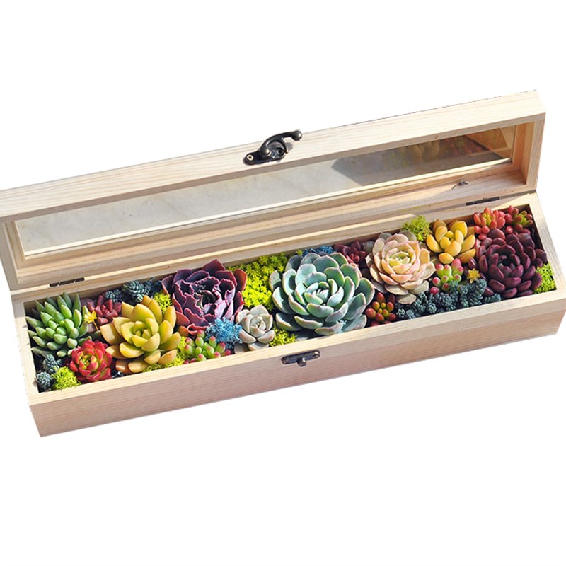 多肉礼盒多肉植物组合盆栽女神节礼物多肉组合盆栽套装种好成品