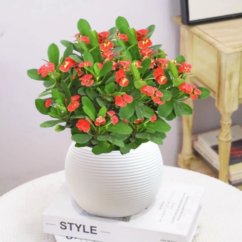 铁海棠盆栽花卉室内盆景绿植四季开花虎刺梅办公阳台花卉开花植物