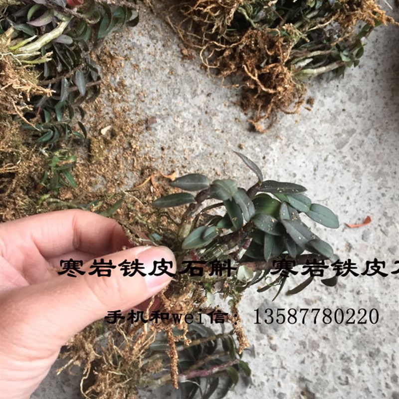寒岩软脚红杆铁皮石斛驯化苗浙江乐清雁荡山品种一年半苗