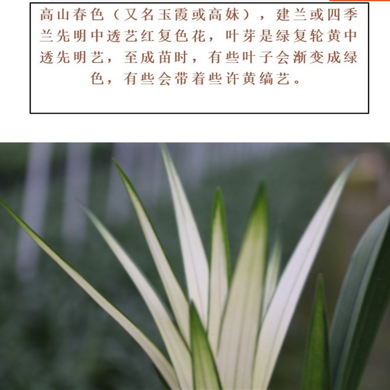 兰花精品先明中透艺建兰高山四季兰绿植盆栽