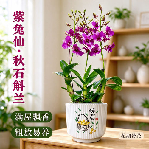 精品泼墨紫兔仙秋石斛兰花苗现带花苞室内好养桌面盆栽绿植花卉