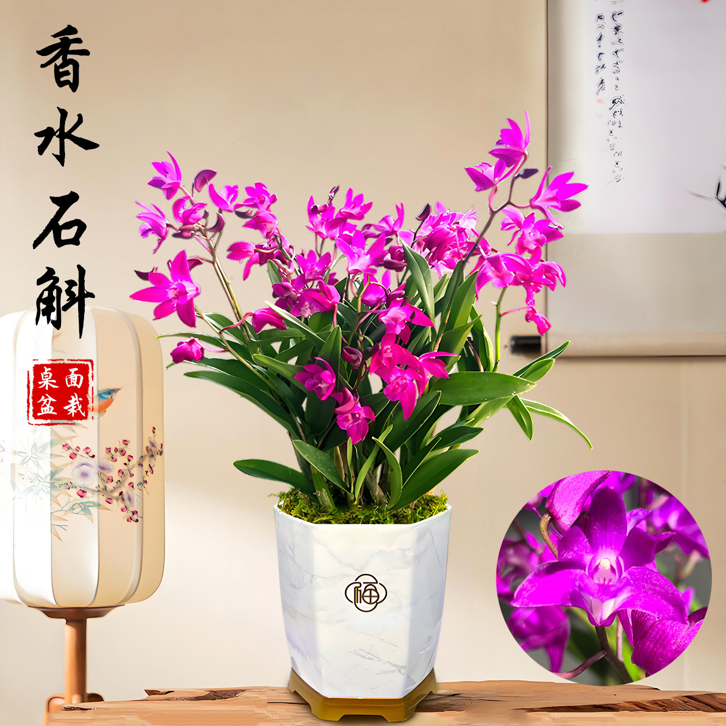 香水石斛兰兰花盆栽冬带花苞精品名贵浓香兰花苗室内桌面绿植花卉