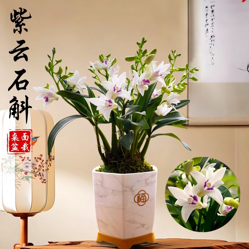 紫云石斛兰兰花盆栽冬带花苞精品浓香名贵兰花苗净化空气绿植花卉