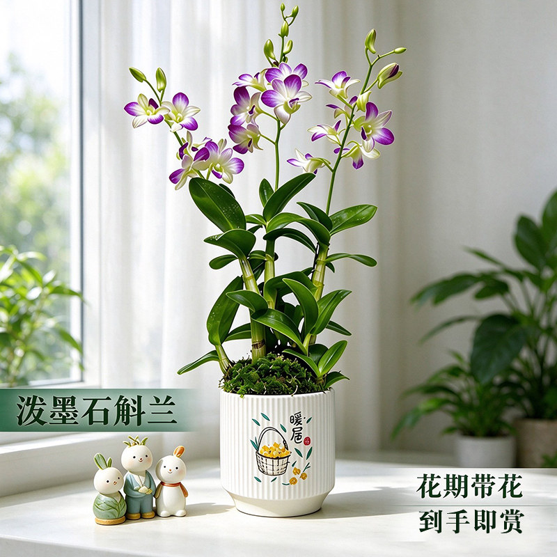 名贵泼墨石斛兰花苗贵夫人现带花苞室内桌面好养浓香盆栽花卉绿植