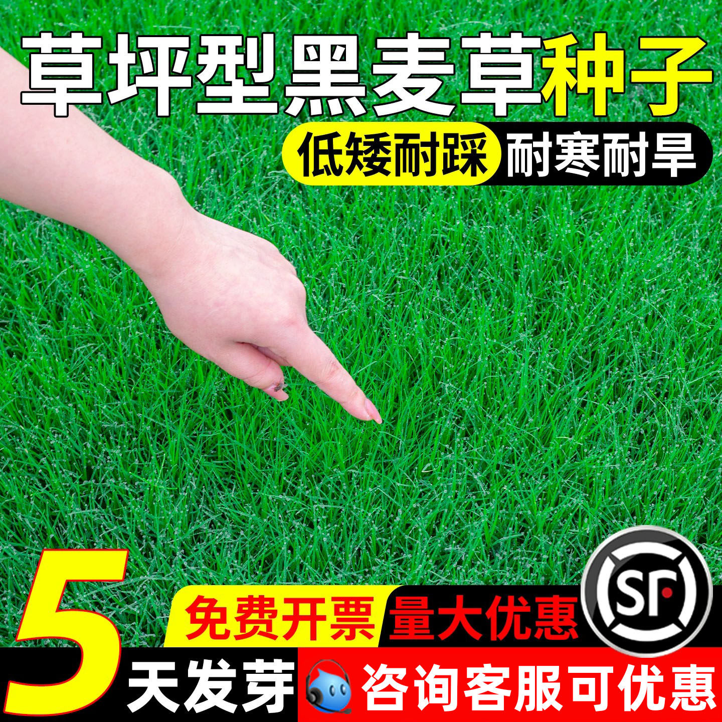 黑麦草草籽四季常青公园小区绿化