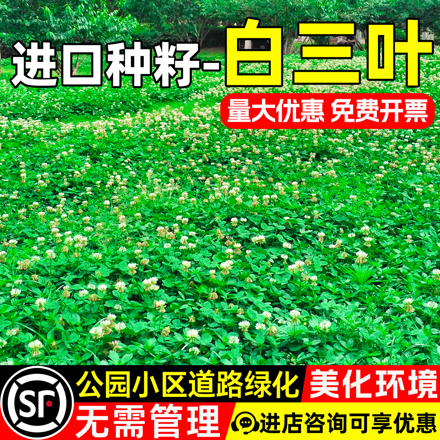 白三叶草籽公园景区道路绿化绿肥