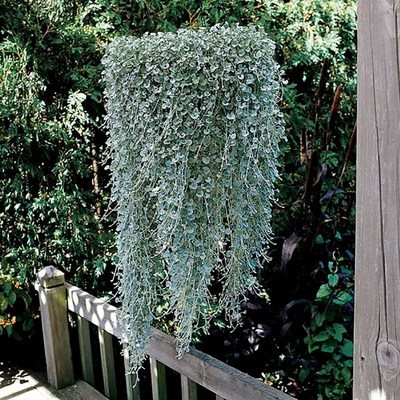 银瀑大苗!马蹄金盆栽进口吊兰阳台庭院垂吊植物翡翠观叶耐热耐寒