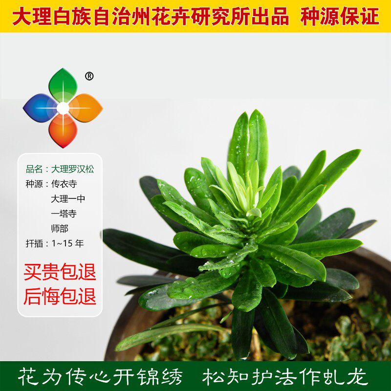 大理罗汉松小苗罗汉松盆景原生罗汉松盆栽传衣一中种源罗汉松