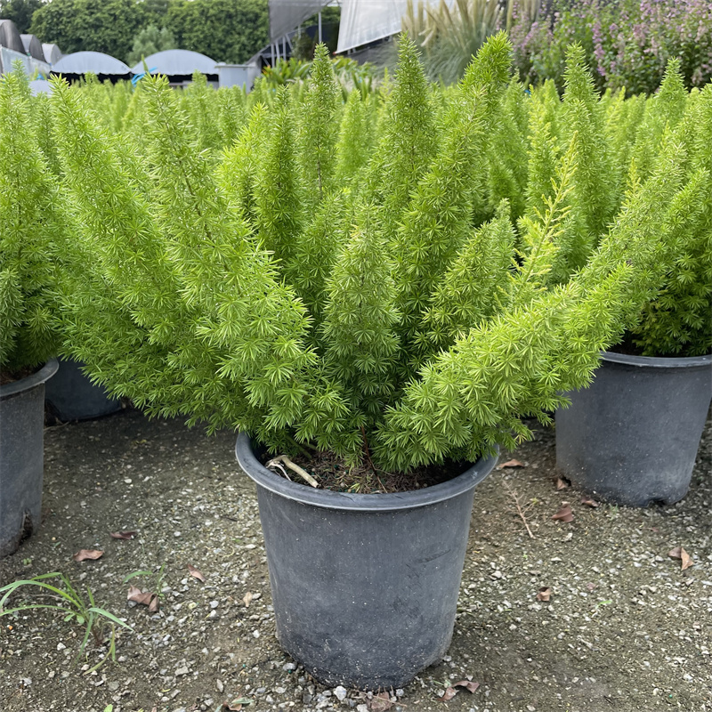 狐尾天门冬盆栽植物庭院花园阳台绿植四季常青高档花卉九尾狐易养