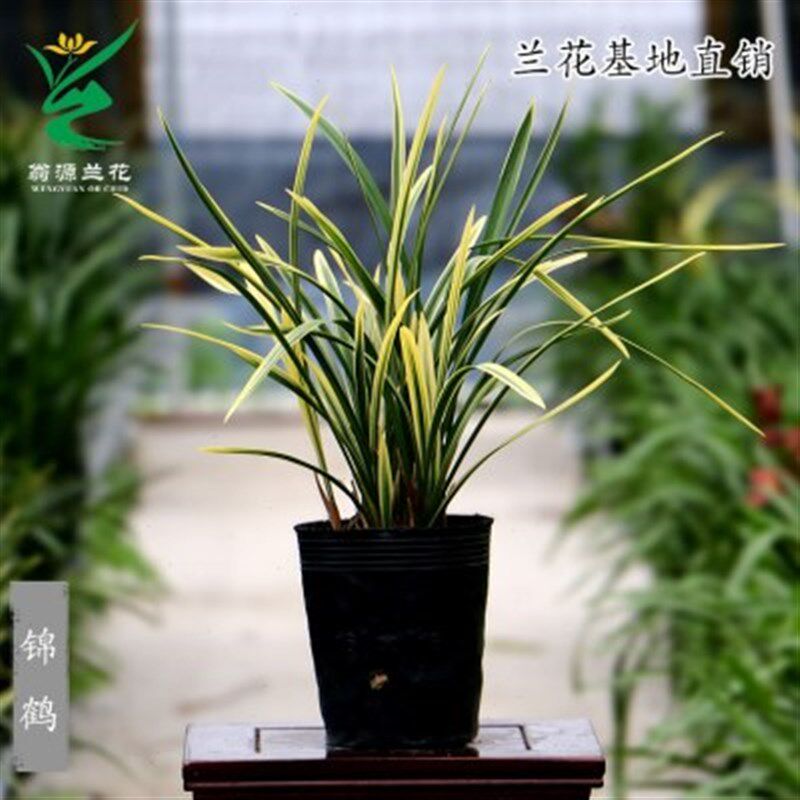 喜花里兰花苗【锦鹤】建兰铭品叶带金边鹤艺开花浓香室内绿植花卉