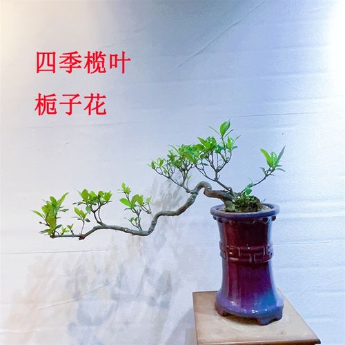文人意境桩榄叶栀子花山采桩水横枝山P黄栀子绿植盆栽盆景